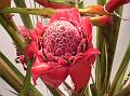 Torch Ginger